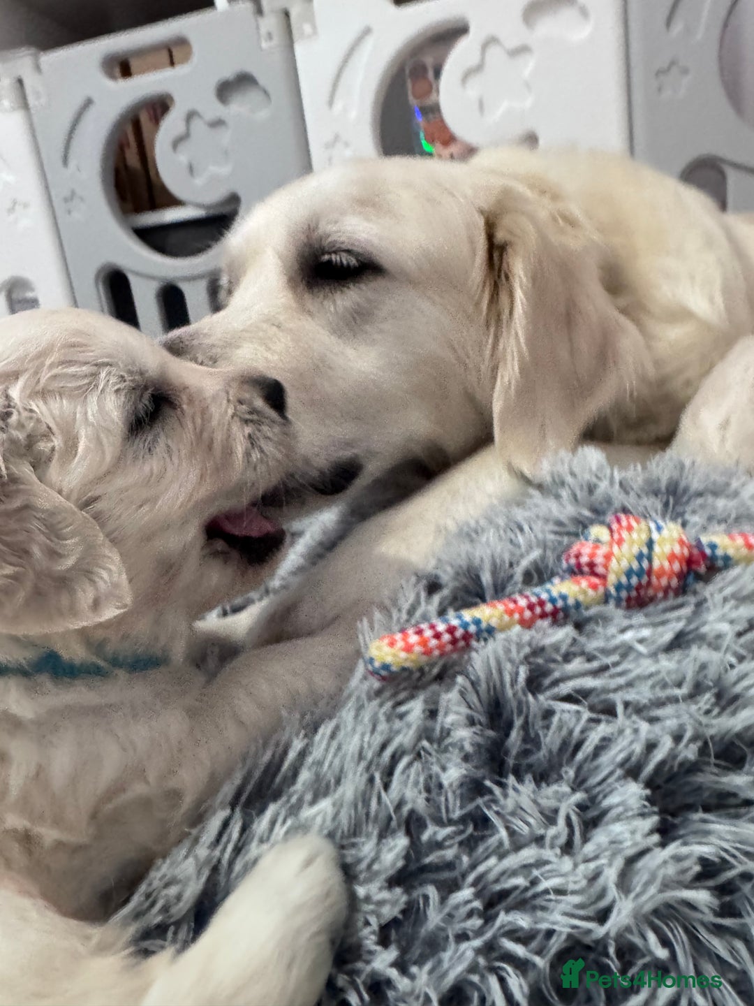 Golden Retriever dogs for sale: Adorable KC Reg Golden Retriever Puppies - Image 10