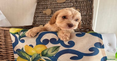 Cockapoo dogs - Advert 1