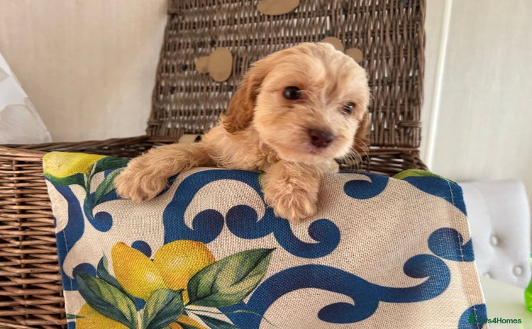 Cockapoo dogs - Advert 12