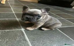 French Bulldog dogs for sale: Lilac fawn French bulldog puppies for sale  - Image 31