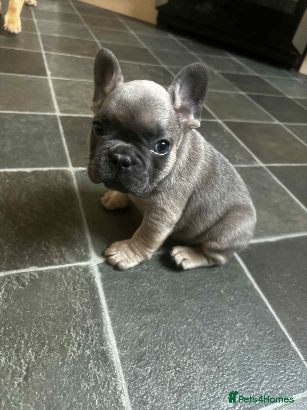 French Bulldog dogs for sale: Lilac fawn French bulldog puppies for sale  - Image 31
