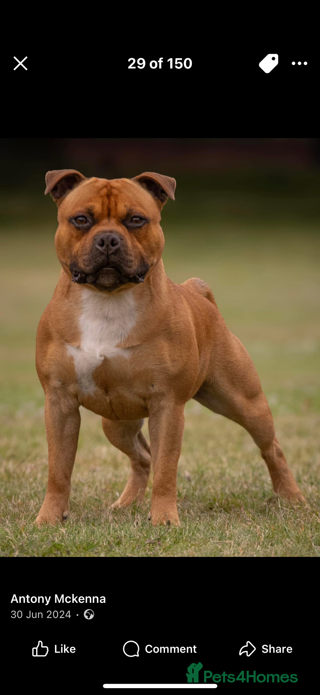 Staffordshire Bull Terrier dogs for sale: Beautiful chunky red staffys  - Advert 24