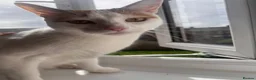 Mixed Breed cats for sale:  Looking for a New Home  in Newcastle - Advert 2