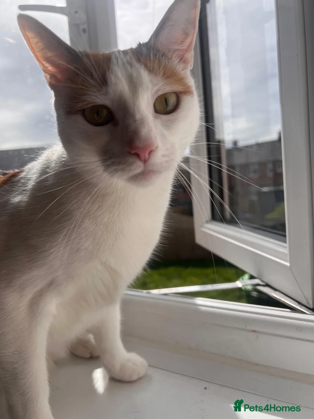 Mixed Breed cats for sale:  Looking for a New Home  in Newcastle - Advert 2