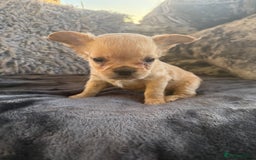 French Bulldog dogs for sale: Stunning Fluffy French bulldog puppies - Image 2