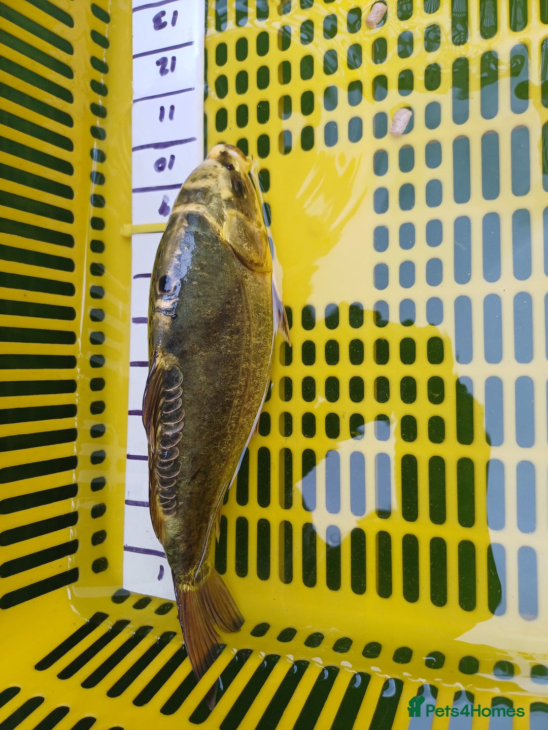 Koi Carp fish for sale: UK koi carp  - Image 15