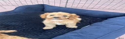 Cavapoo dogs for sale: F1 Cavapoos  - Advert 22