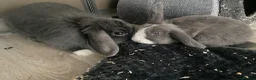 Mini Lop rabbits for sale: 2 female mini lop rabbits  - Advert 9