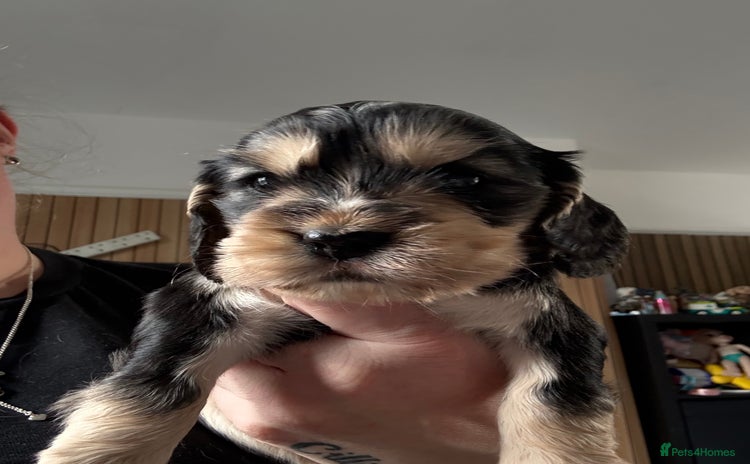 Cocker Spaniel dogs - Advert 5