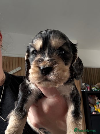 Cocker Spaniel dogs - Advert 3