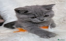 British Shorthair cats for sale: Amazing loving British shorthair kittens  - Image 23