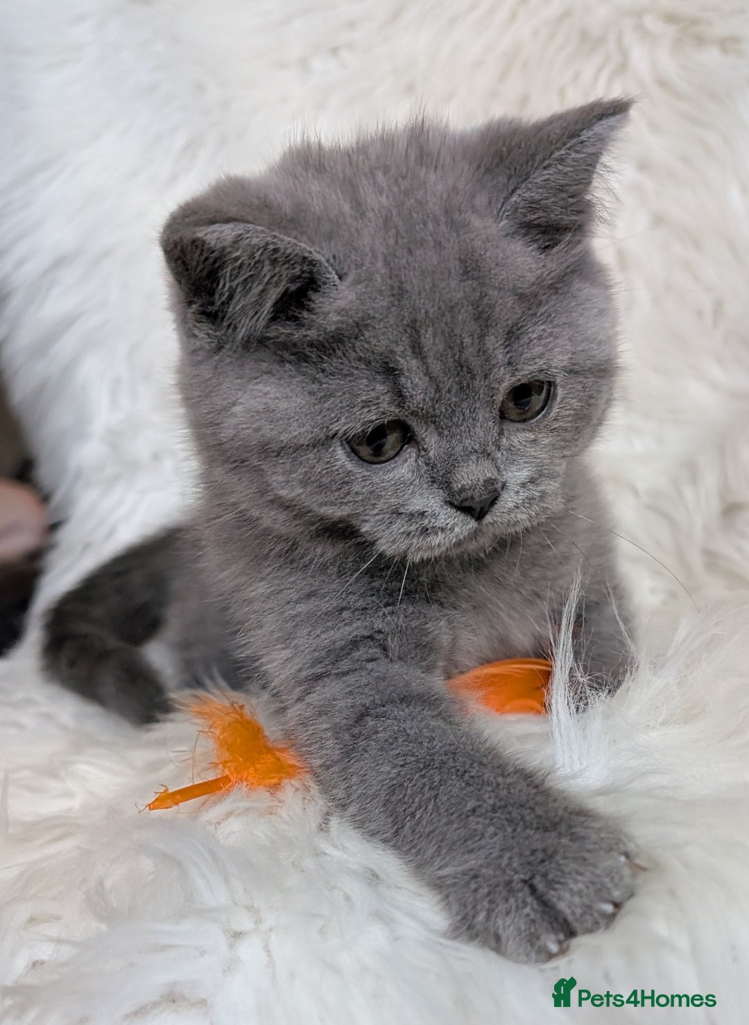 British Shorthair cats for sale: Amazing loving British shorthair kittens  - Image 23