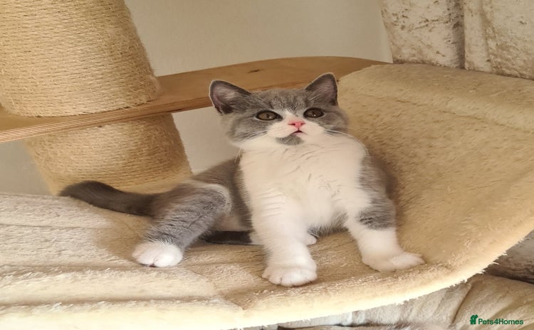 British Shorthair cats - Advert 8