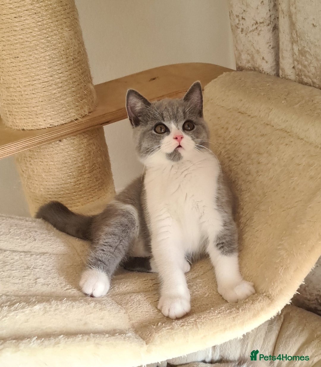 British Shorthair cats for sale: GCCF Lilac,Blue,Bicolor quality BSH kittens  - Image 11
