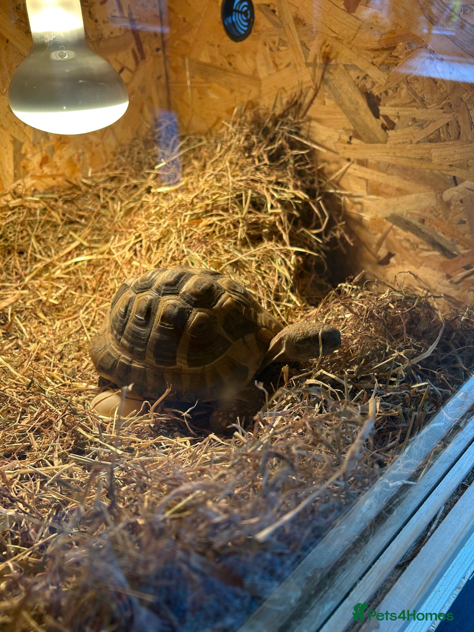 Hermann Tortoise reptiles Harry needs a new home  - Advert 1