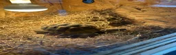 Hermann Tortoise reptiles for sale: Harry needs a new home  in Deeside - Advert 1