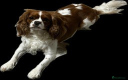 Cavalier King Charles Spaniel dogs for sale: Champion line Cavalier Pups -  **Waiting List** - Image 14