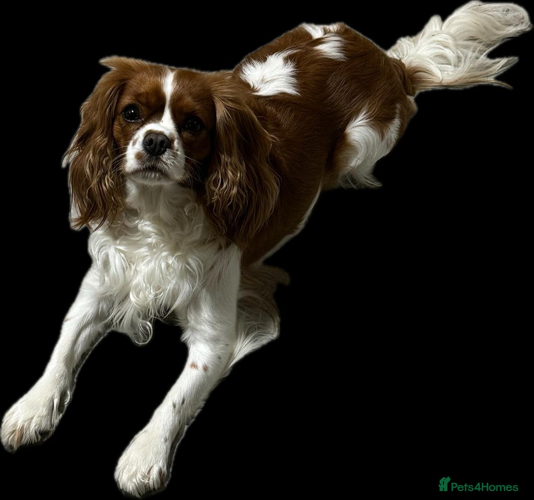 Cavalier King Charles Spaniel dogs for sale: Champion line Cavalier Pups -  **Waiting List** - Image 14