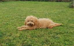 Cavapoo dogs for sale: Extensively health tested Cavapoo Boy - Image 2