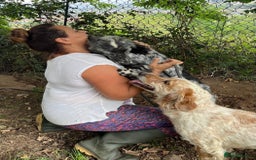 English Setter dogs for adoption: Quba  - Image 3
