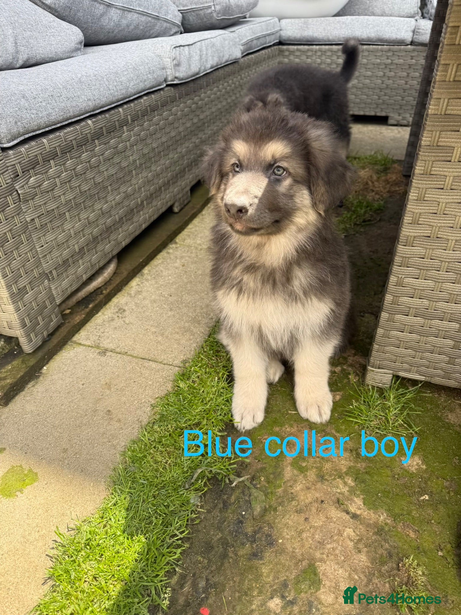 German Shepherd dogs RARE BLUE GERMAN SHEPHERD PUPPIES KC  - Advert 2