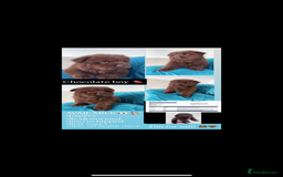 Chow Chow dogs for sale: QUALITY CHOW CHOW  - Image 12