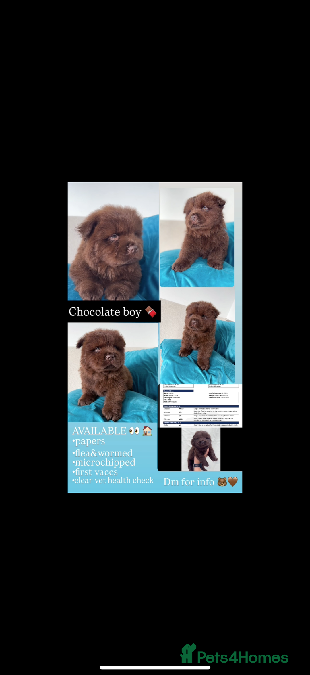Chow Chow dogs for sale: QUALITY CHOW CHOW  - Image 12