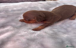 Miniature Dachshund dogs for sale: Miniature dachshund smooth hair pups  - Image 19