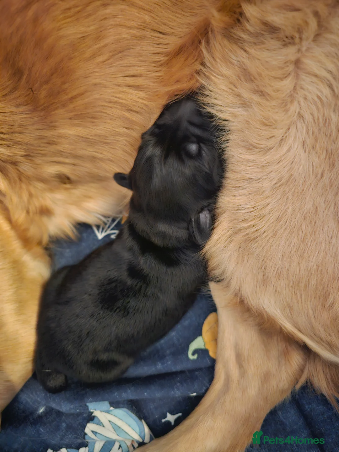 Mixed Breed dogs for sale: Golden Shepherd pup - Advert 14