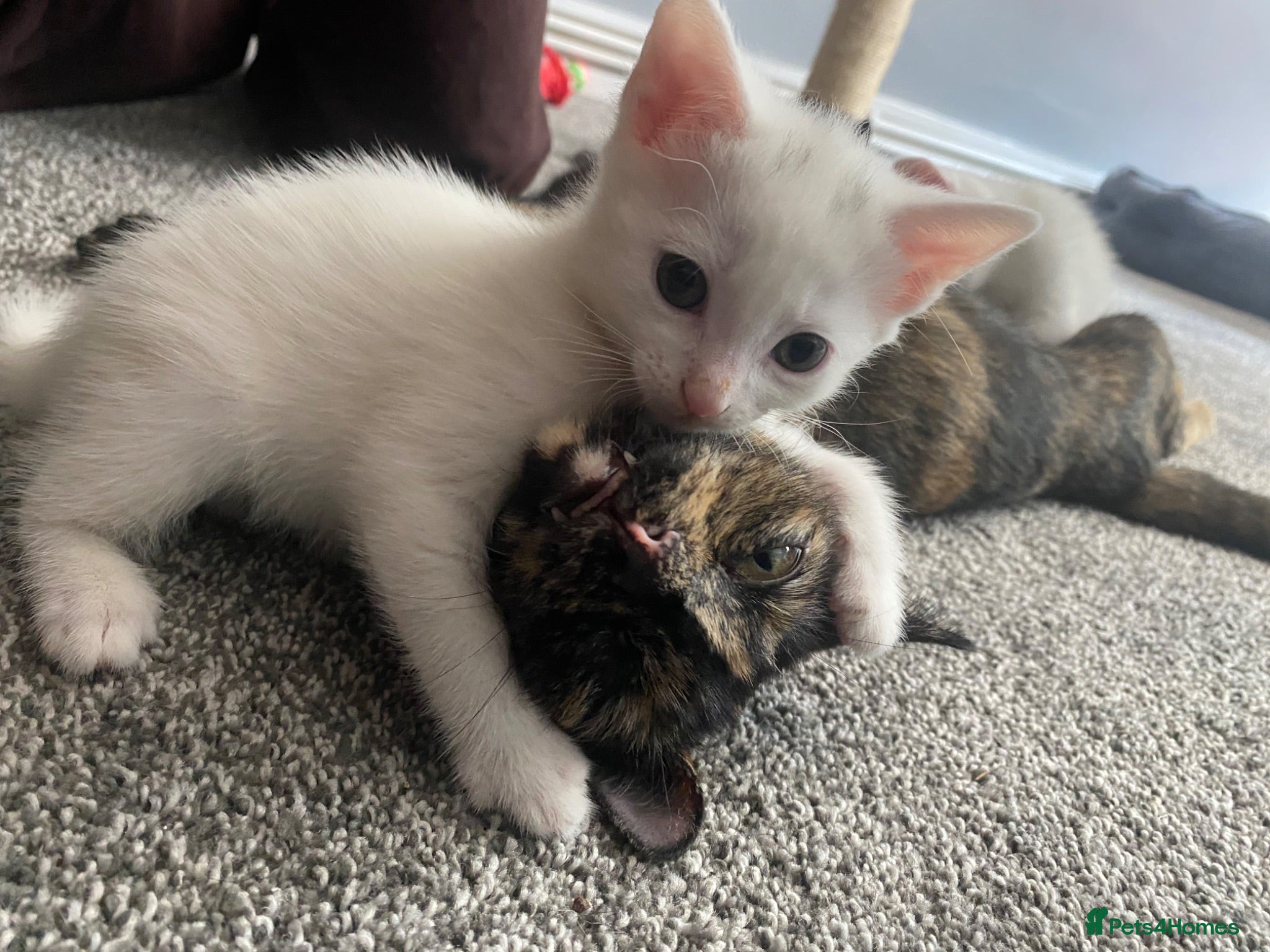 Mixed Breed cats for sale: Gorgeous kittens  - Advert 1
