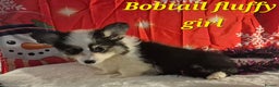 Welsh Corgi Pembroke dogs for sale: Kc reg Serbian lined bob & longtail - Advert 3