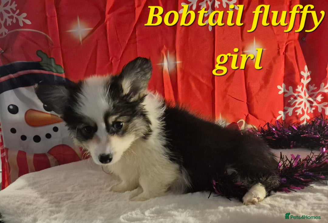 Welsh Corgi Pembroke dogs for sale: Kc reg Serbian lined bob & longtail - Advert 3