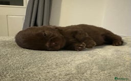 Pomeranian dogs for sale: Xs Pomeranian puppies  - Image 10