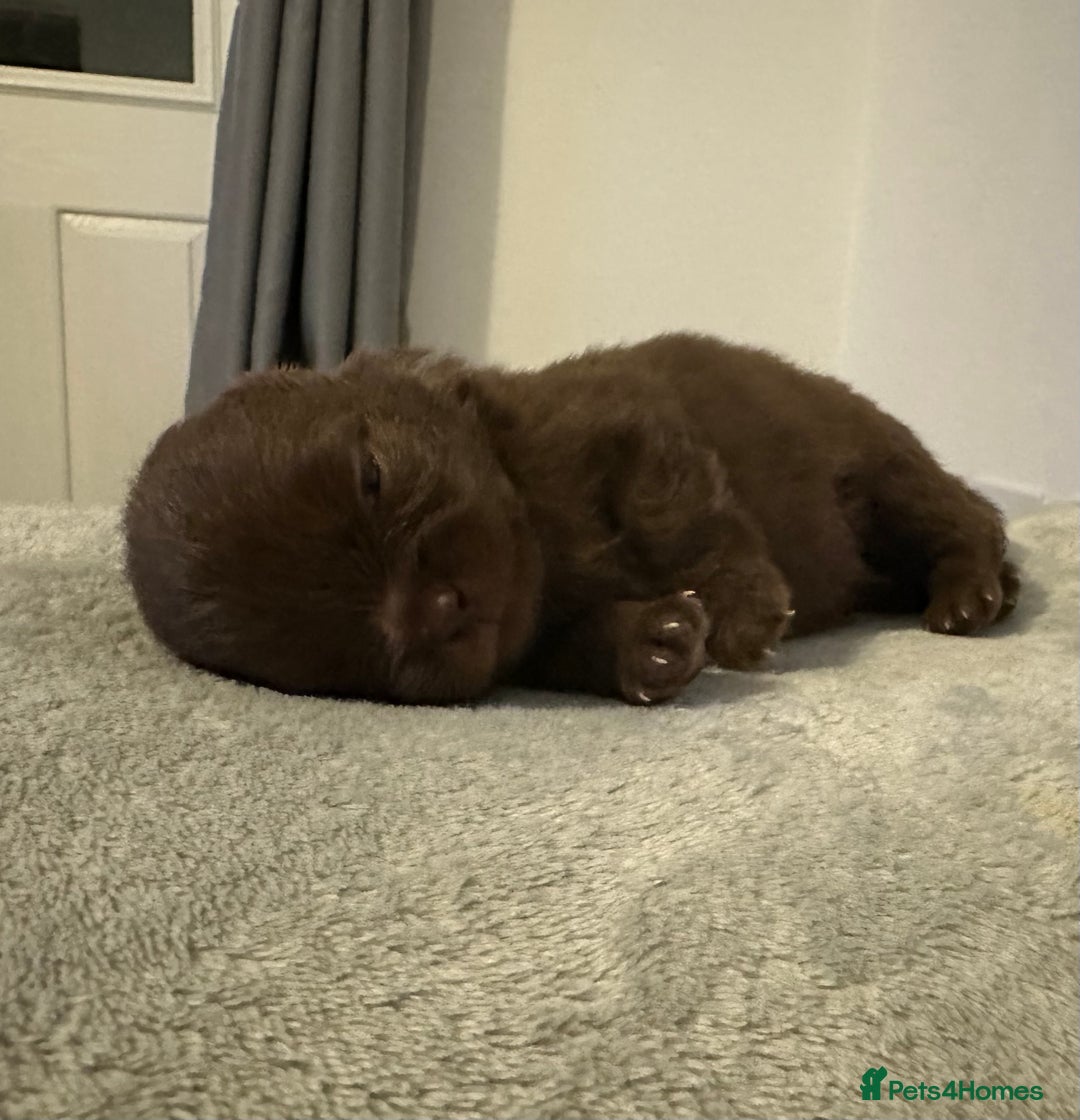 Pomeranian dogs for sale: Xs Pomeranian puppies  - Image 10