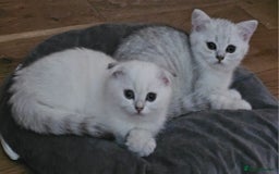 Scottish Fold cats for sale: last beautiful scottish fold boy - Image 2