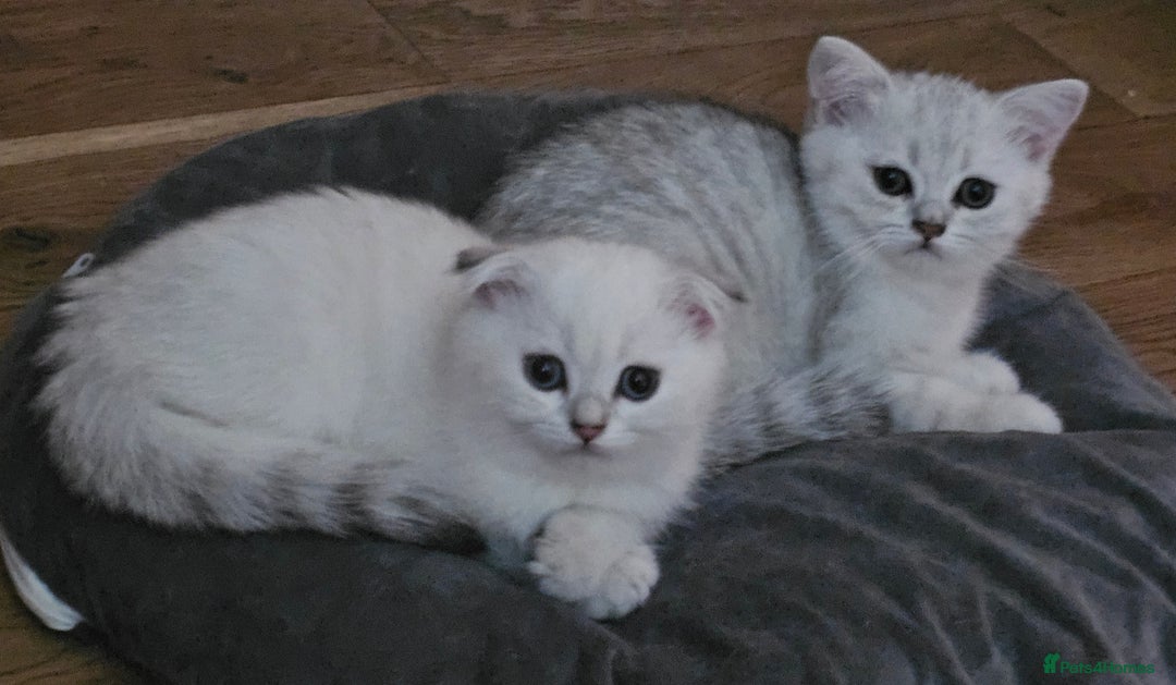 Scottish Fold cats for sale: last beautiful scottish fold boy - Image 2