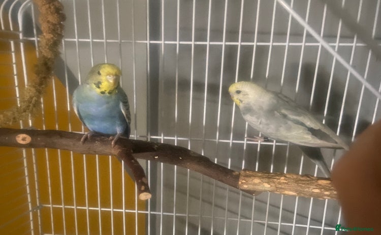 Budgerigars birds - Advert 16