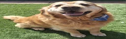 Golden Retriever dogs for sale: Gorgeous golden retriever puppies! - Advert 11