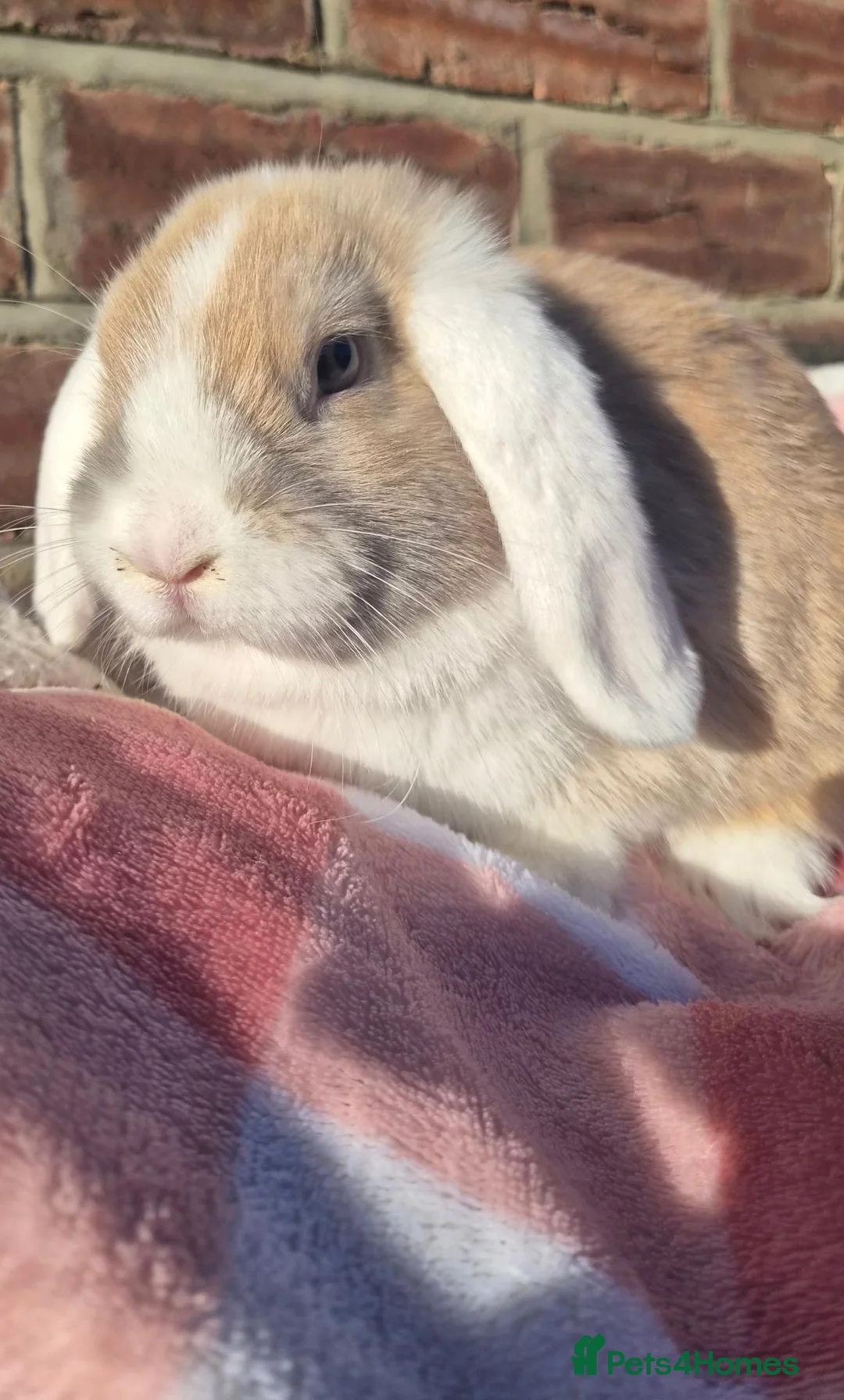 Mixed Breed rabbits for sale: Torte lion head lop  - Advert 2