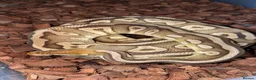 Python Snake reptiles for sale: 🐍 BALL PYTHON COLLECTION & FULL SETUP FOR SALE 🐍 - Advert 2