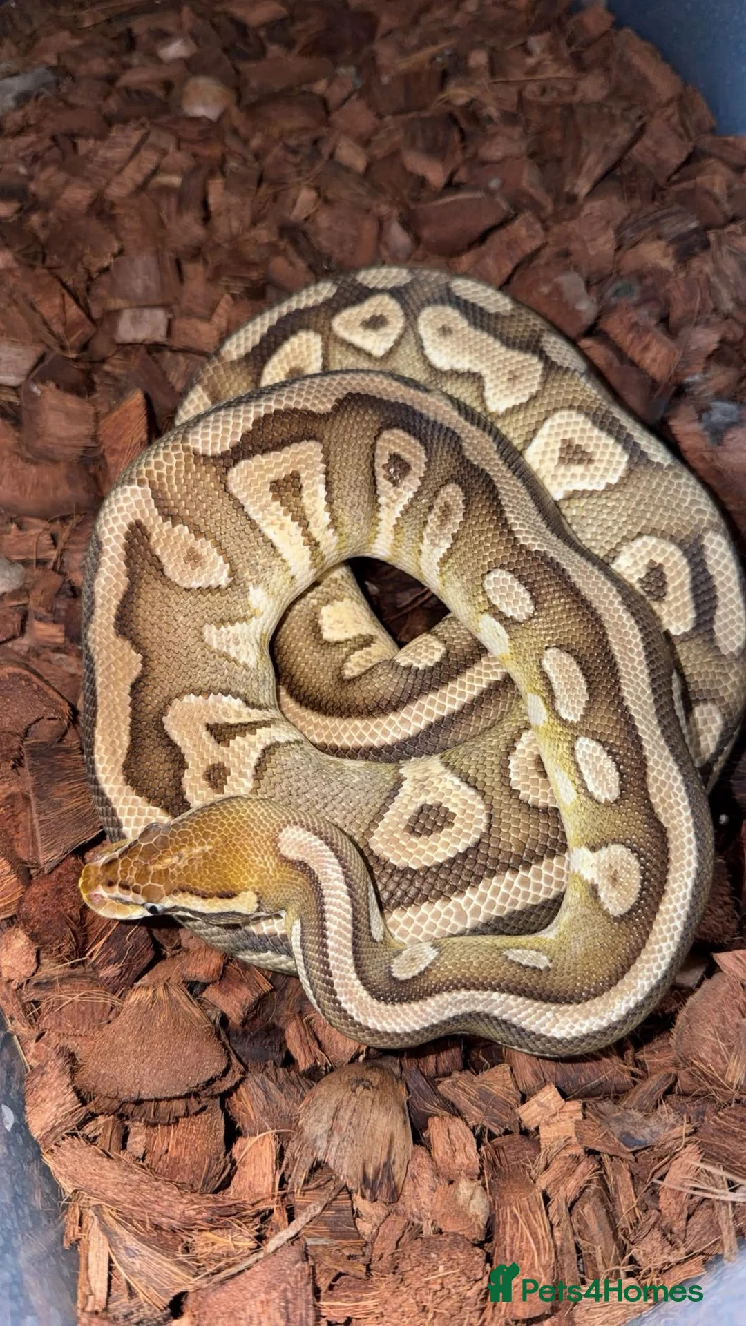 Python Snake reptiles for sale: 🐍 BALL PYTHON COLLECTION & FULL SETUP FOR SALE 🐍 - Advert 2