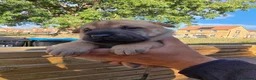 Mixed Breed dogs for sale: Shepard Peis - Advert 30