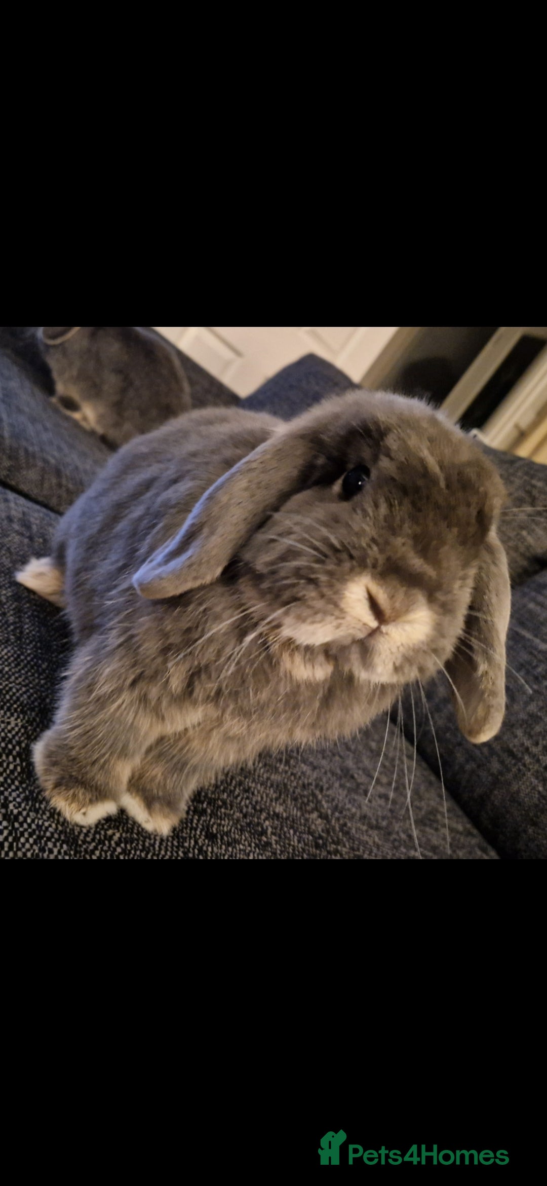 Mini Lop rabbits for sale: *RESERVED* URGENT - 2 Girls & ENTIRE set up - Image 8