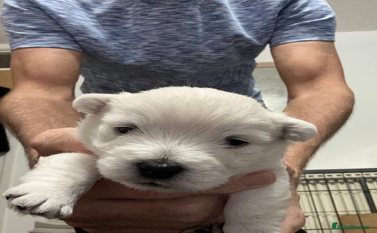 West Highland Terrier dogs - Advert 1