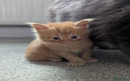 Maine Coon cats for sale: Maine Coon Kittens - Image 12