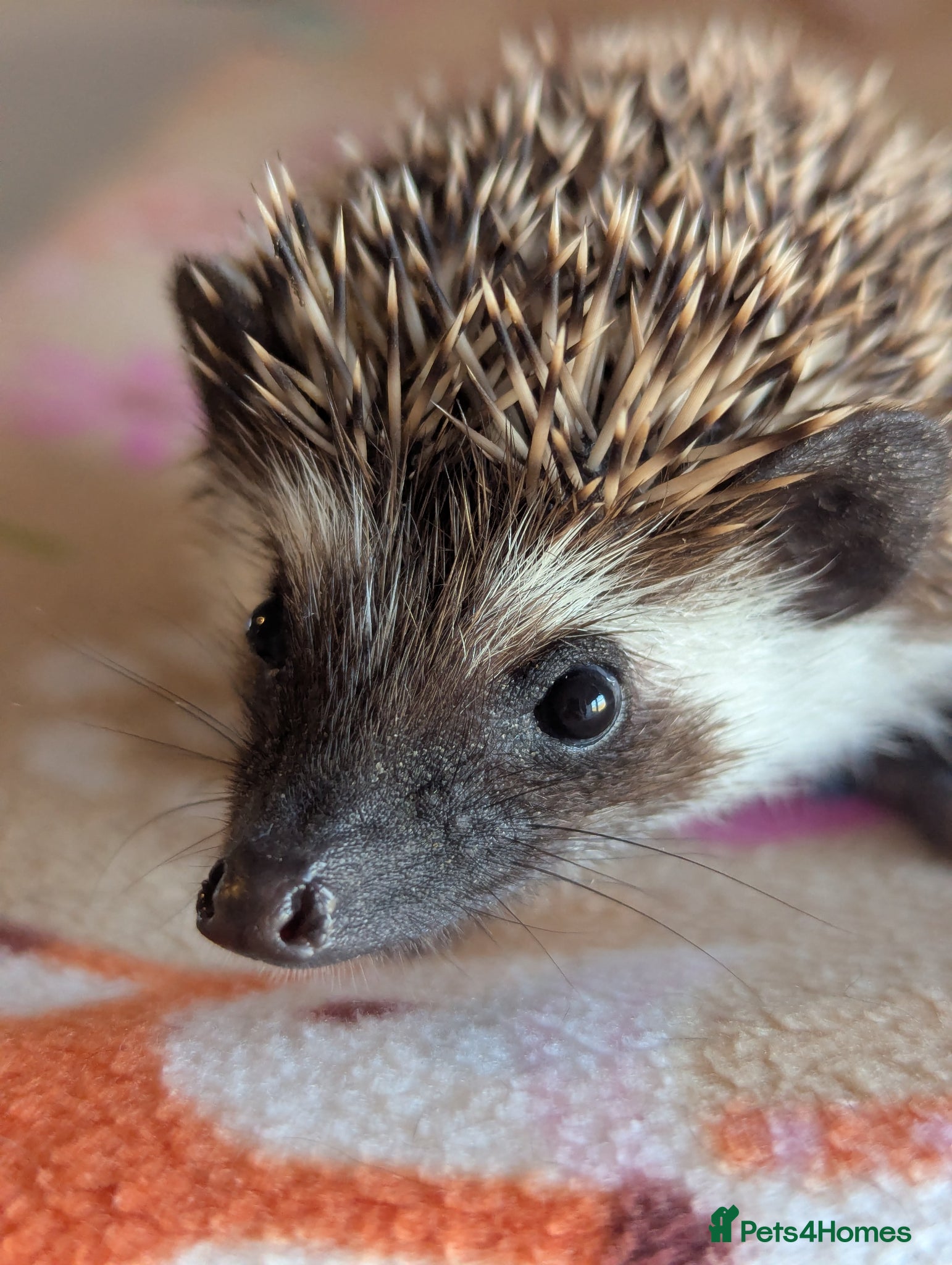 Pygmy Hedgehog rodents for sale: 2 Gorgeous Hoglets Ready Next Week  - Advert 4