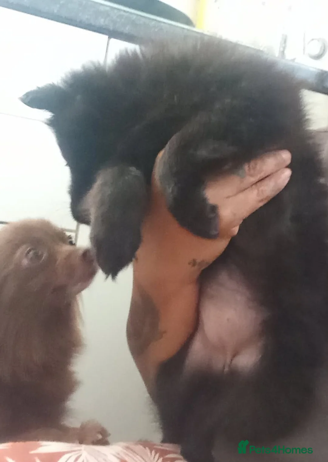 Pomchi dogs for sale: FLUFFY BEAR POM - Advert 2