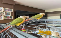 Conures birds for sale: Pineapple conures looking for new home.  - Image 10