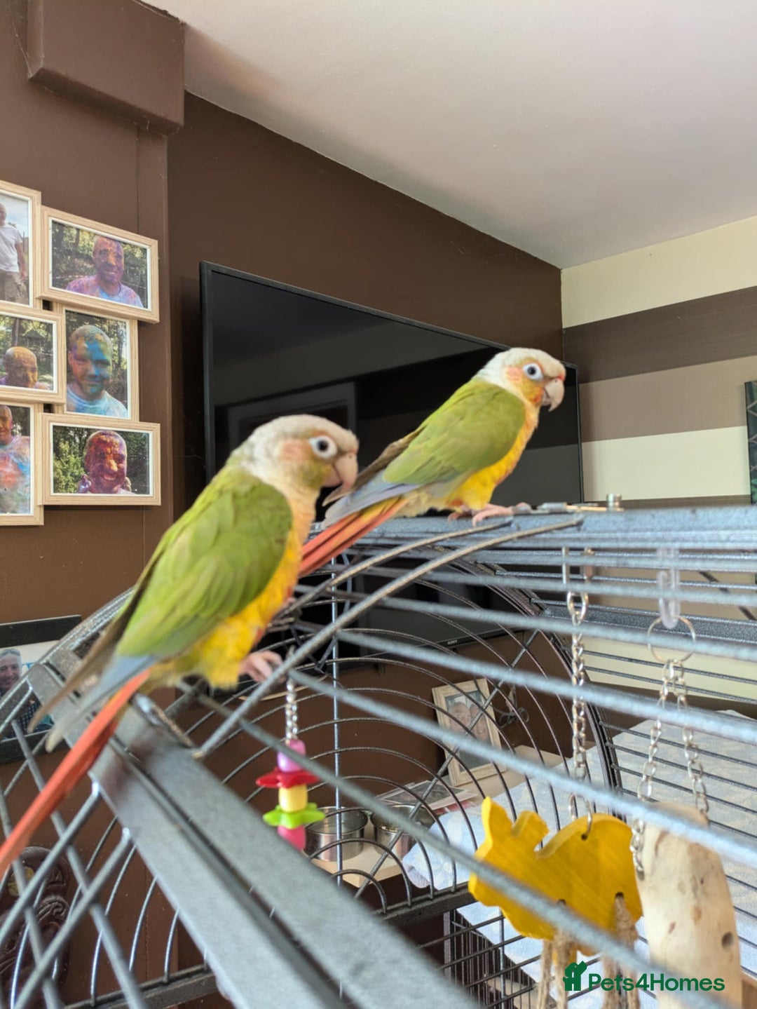 Conures birds for sale: Pineapple conures looking for new home.  - Image 10