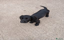 Cocker Spaniel dogs for sale: working type Cocker spaniel puppies available  - Image 6